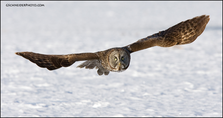 owl wing span