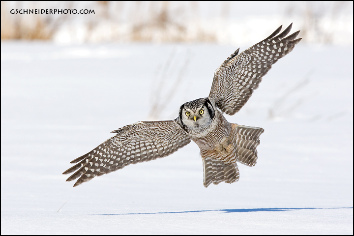 owls flight