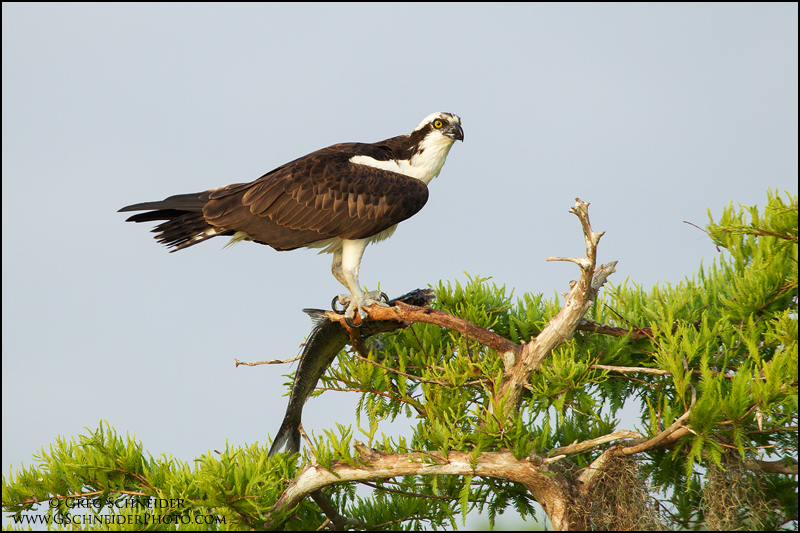 osprey predators