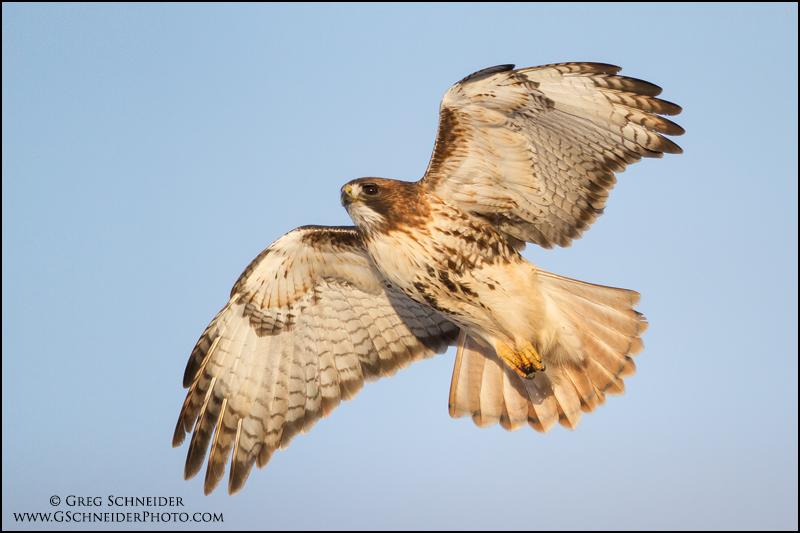 Hawk Soaring