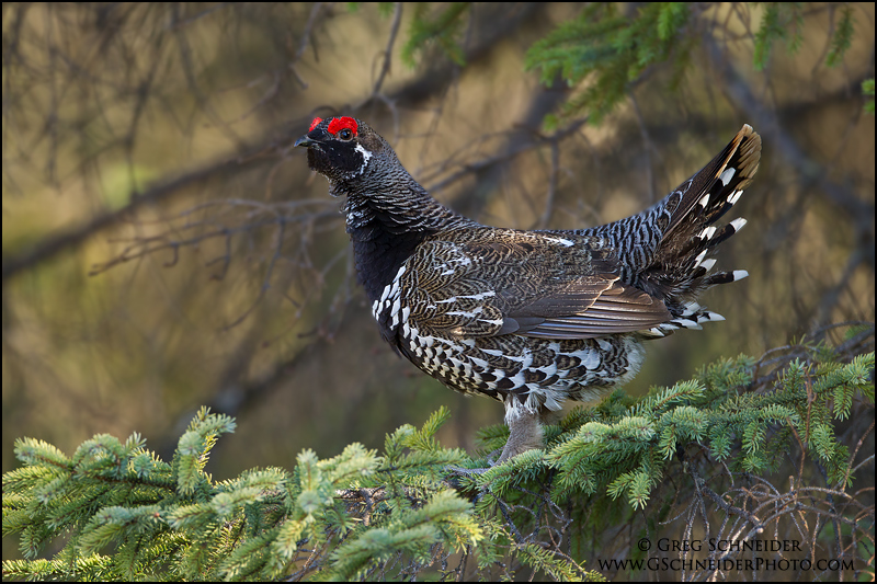 பறவையினம்(Grouse) - Page 5 Spruce-grouse-male-tree_0531