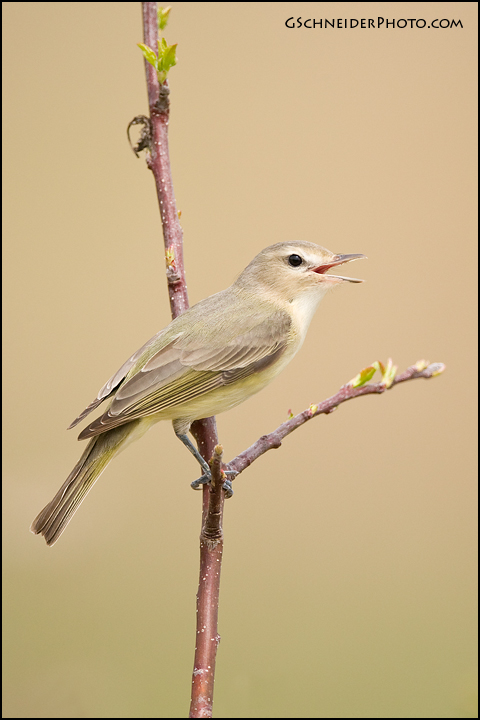 Warbling Vireo