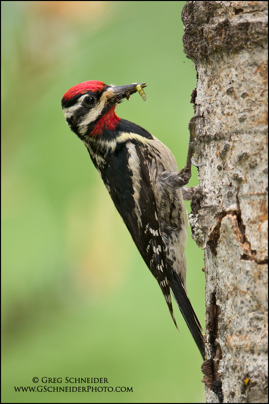 Photo :: YellowBellied Sapsucker with food