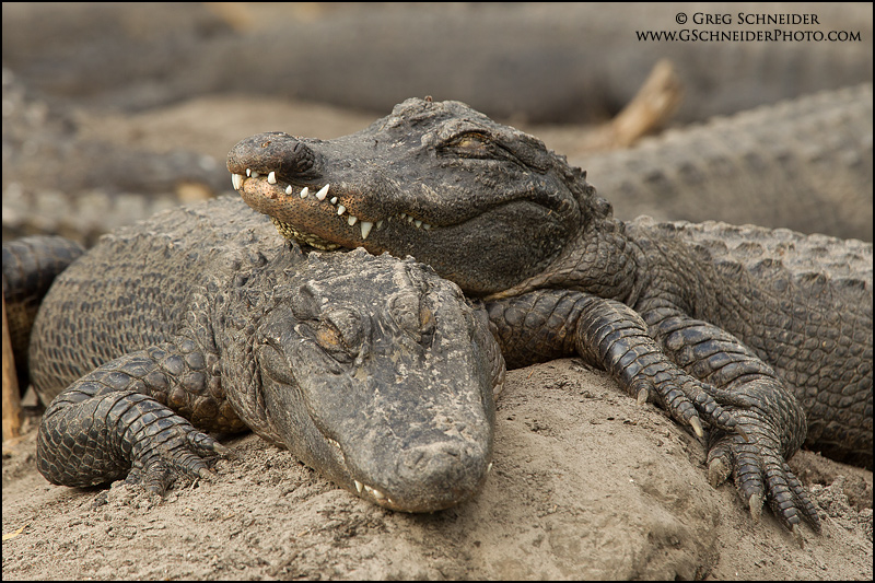 photo-two-american-alligators-sleeping