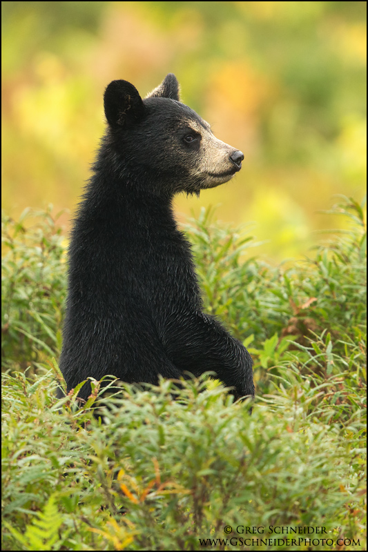 black bear standing mount