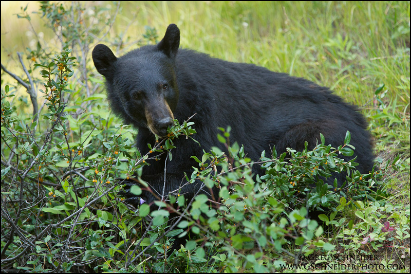 Bears Eating Berries