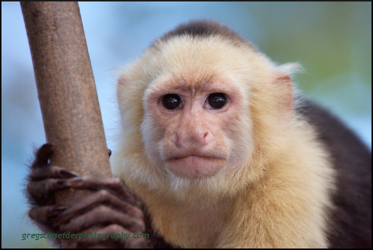 Photo White Faced Capuchin Monkey