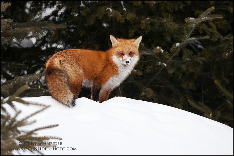 Fox In Forest