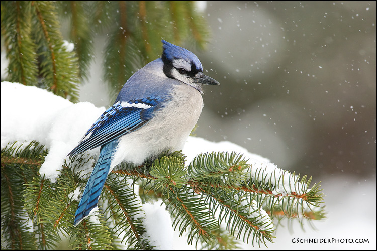 Photo :: Blue Jay (#6074)