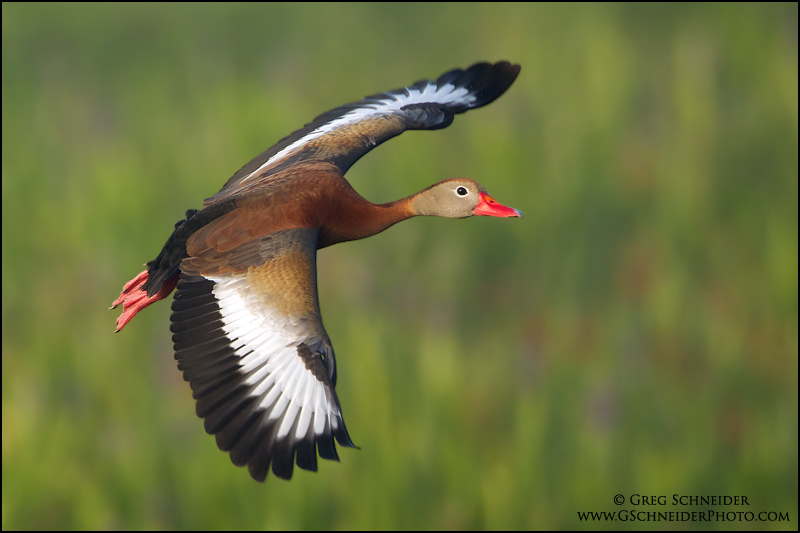 Photo :: Black-Bellied Whistling Duck banking