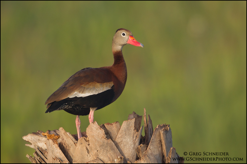 Photo :: Black-bellied Whistling Duck perched on palm tree