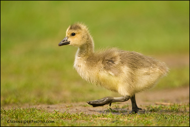 Photo :: Canada Goose gosling walking