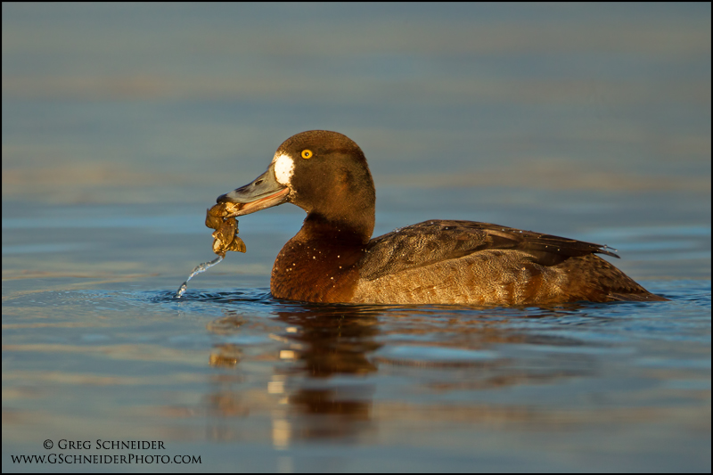 Female Greater Scaup with zebra mussel prey