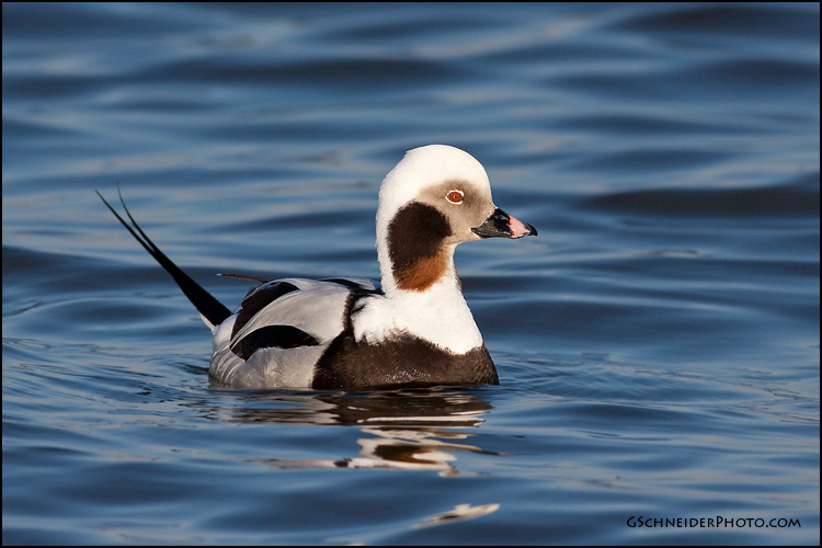 Photo :: Long-Tailed Duck male (2197)