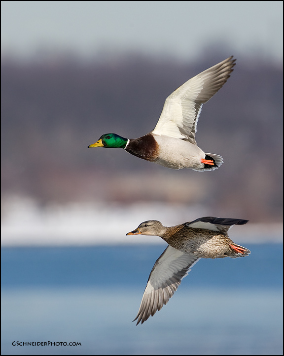 Photo :: Mallard pair in flight