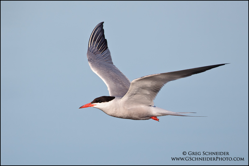 Photo :: Common Tern in flight