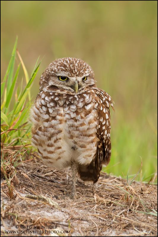 Photo :: Burrowing Owl in grasses near burrow