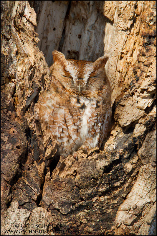 Photo :: Eastern Screech Owl (red phase) sleeping in tree cavity