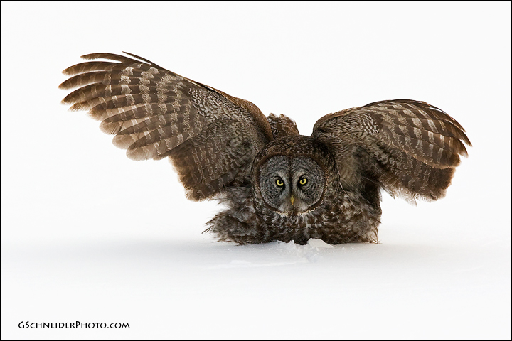 Photo :: Great Gray Owl landing on prey