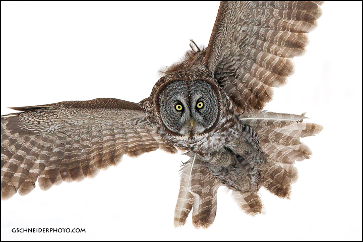 Photo :: Great Gray Owl inbound