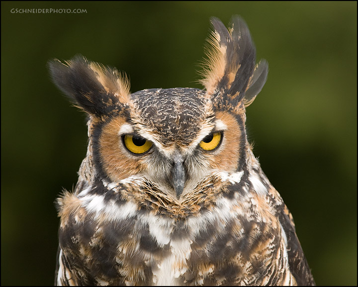 Photo :: Great Horned Owl head portrait