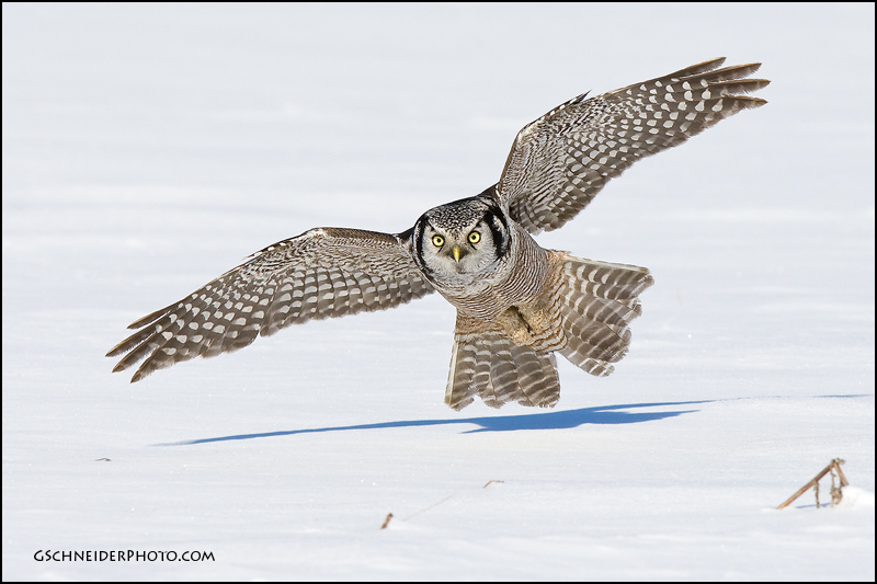 Owl north. Ястребиная Сова. Северная Ястребиная Сова. Ястребиная Сова интересные факты. Ястребиная Сова фото.