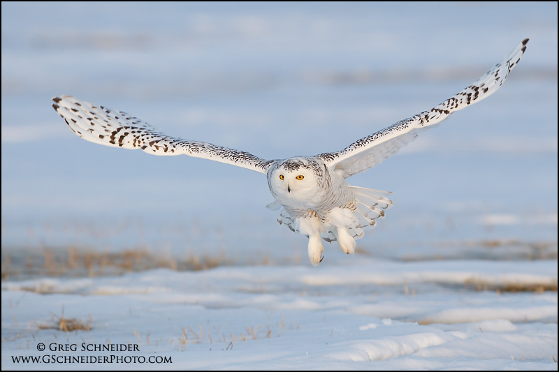 Photo :: Snowy Owl flying with talons spread