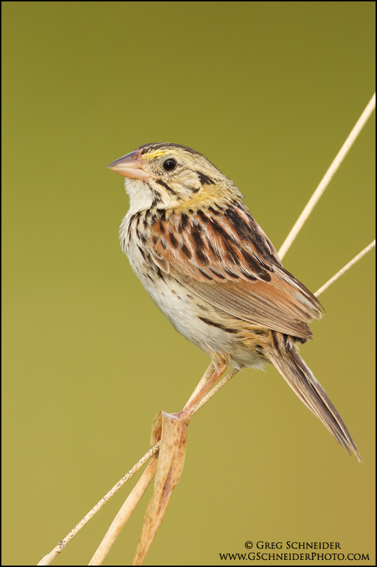 Photo :: Henslow's sparrow on thin grasses