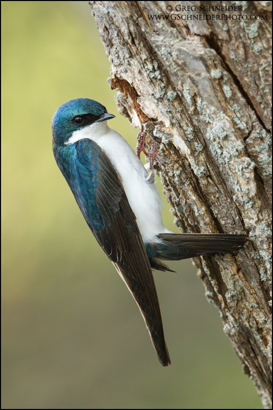 Photo :: Male Tree Swallow at nest cavity