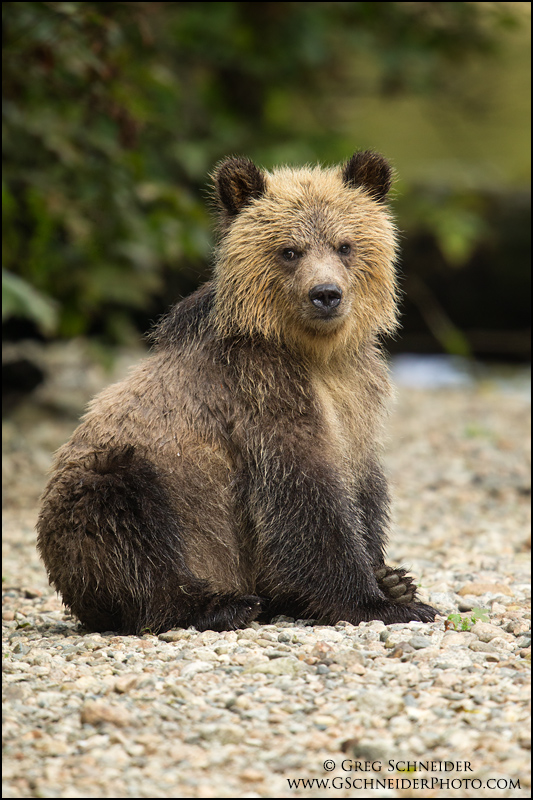 Photo :: Grizzly Bear cub