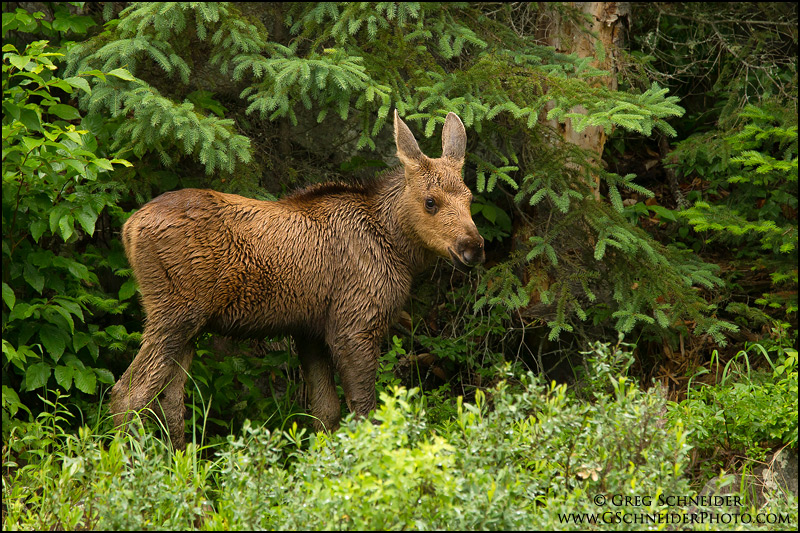 Photo :: Young Moose calf in northern forest