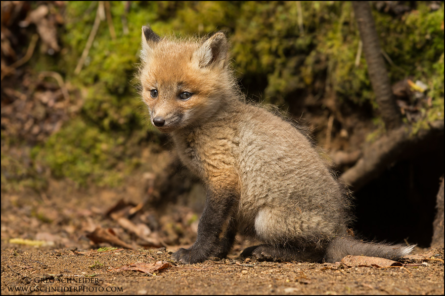 Photo :: Red Fox kit outside den