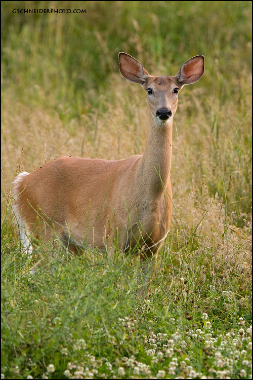 Photo :: White-tailed deer